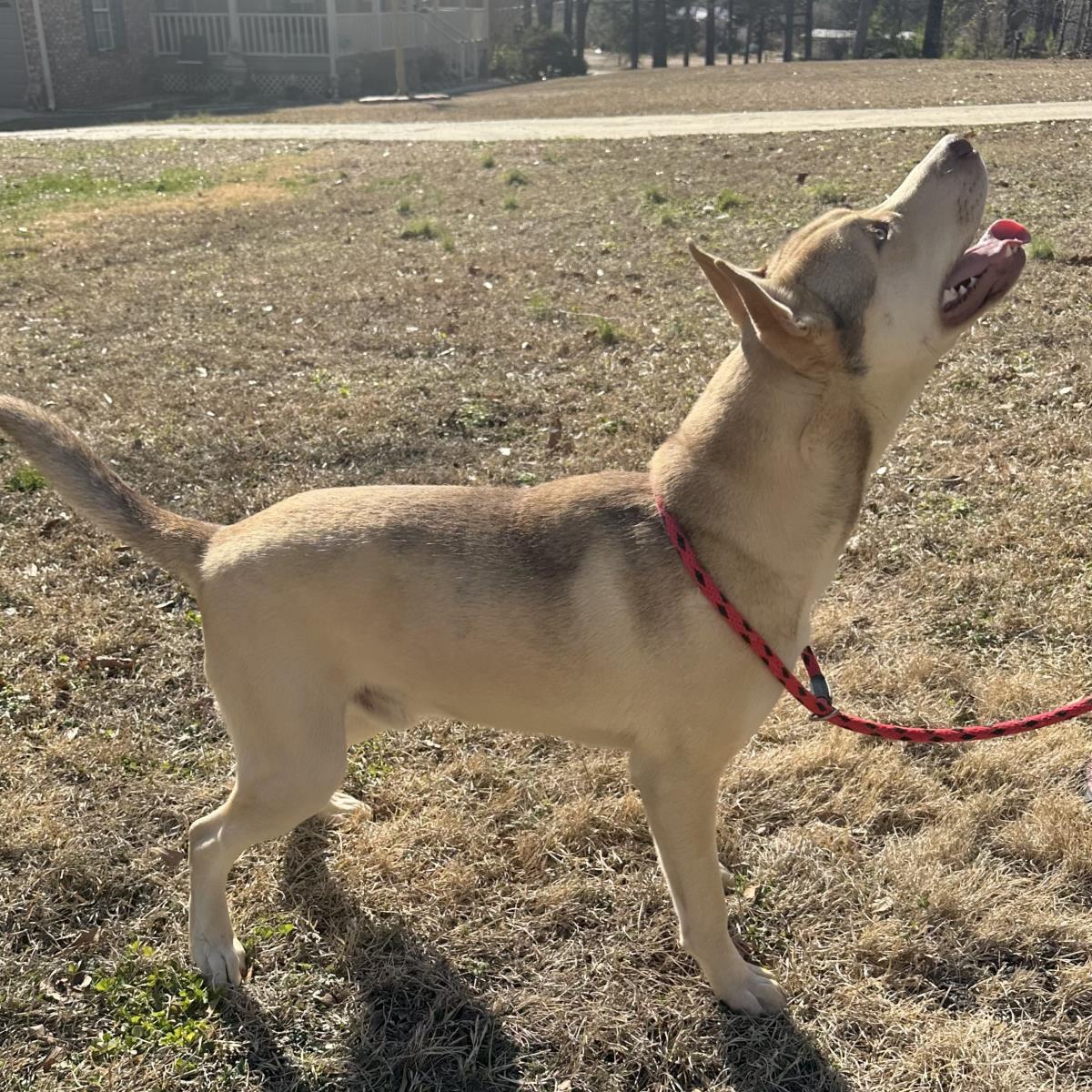 Dusty, Adoptable, Adult Male Husky.