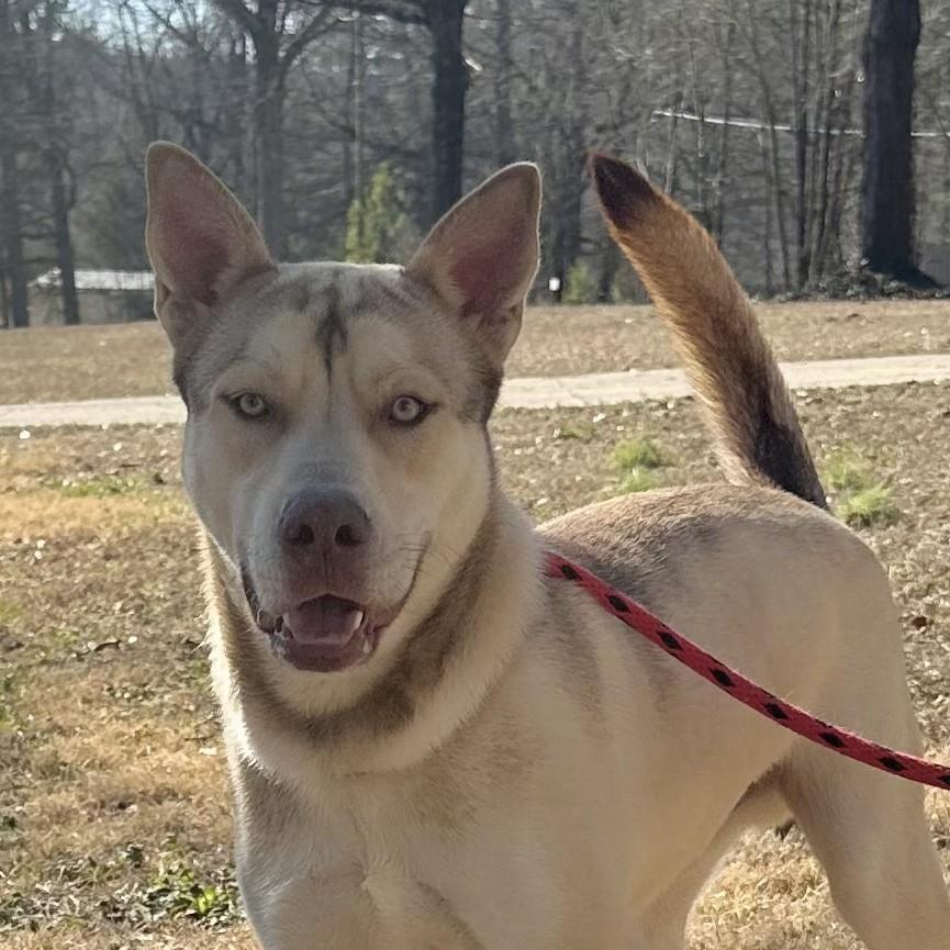 Enlarge Dusty, a Adoptable Husky in Locust Fork, AL image 2/3
