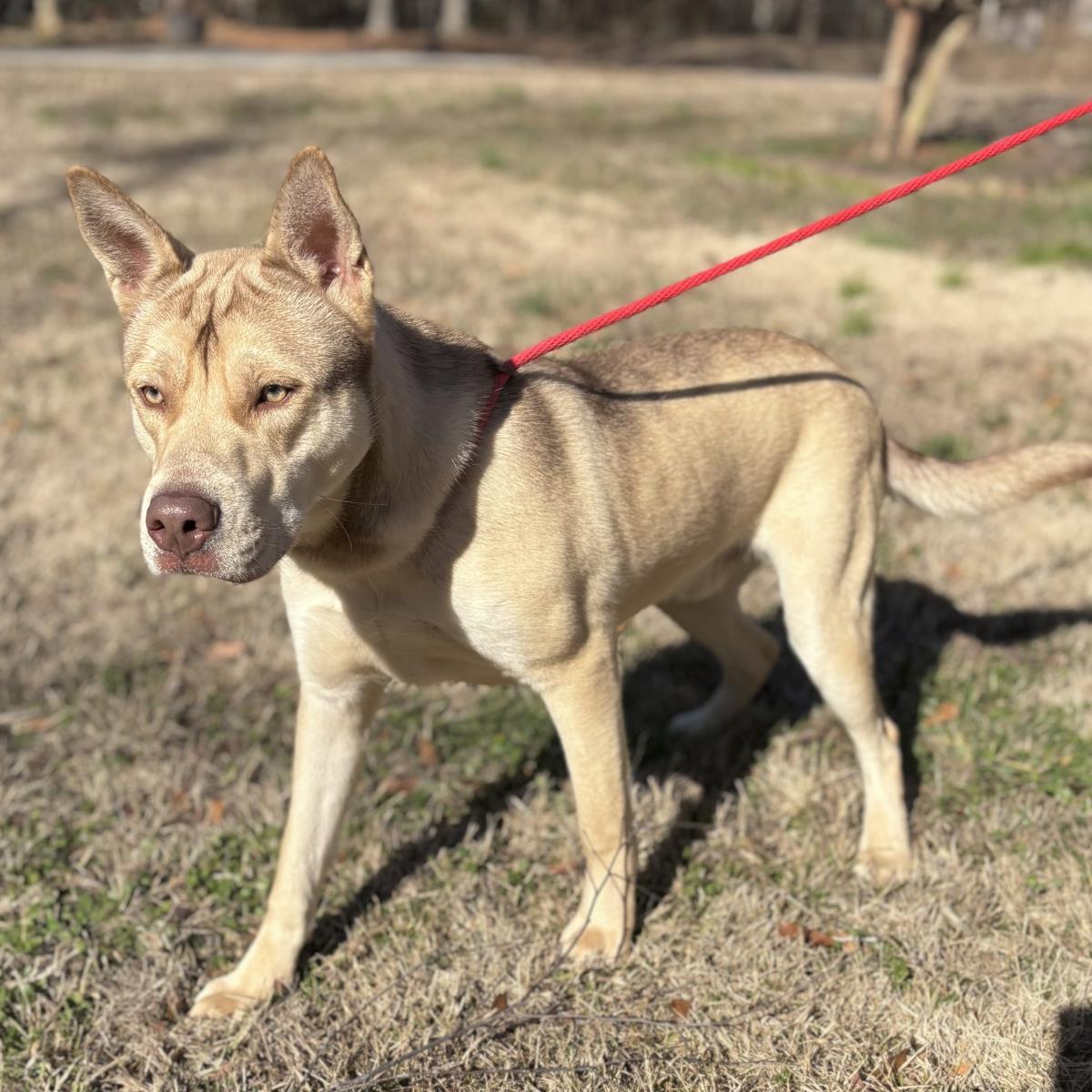 Enlarge Dusty, a Adoptable Husky in Locust Fork, AL image 3/3