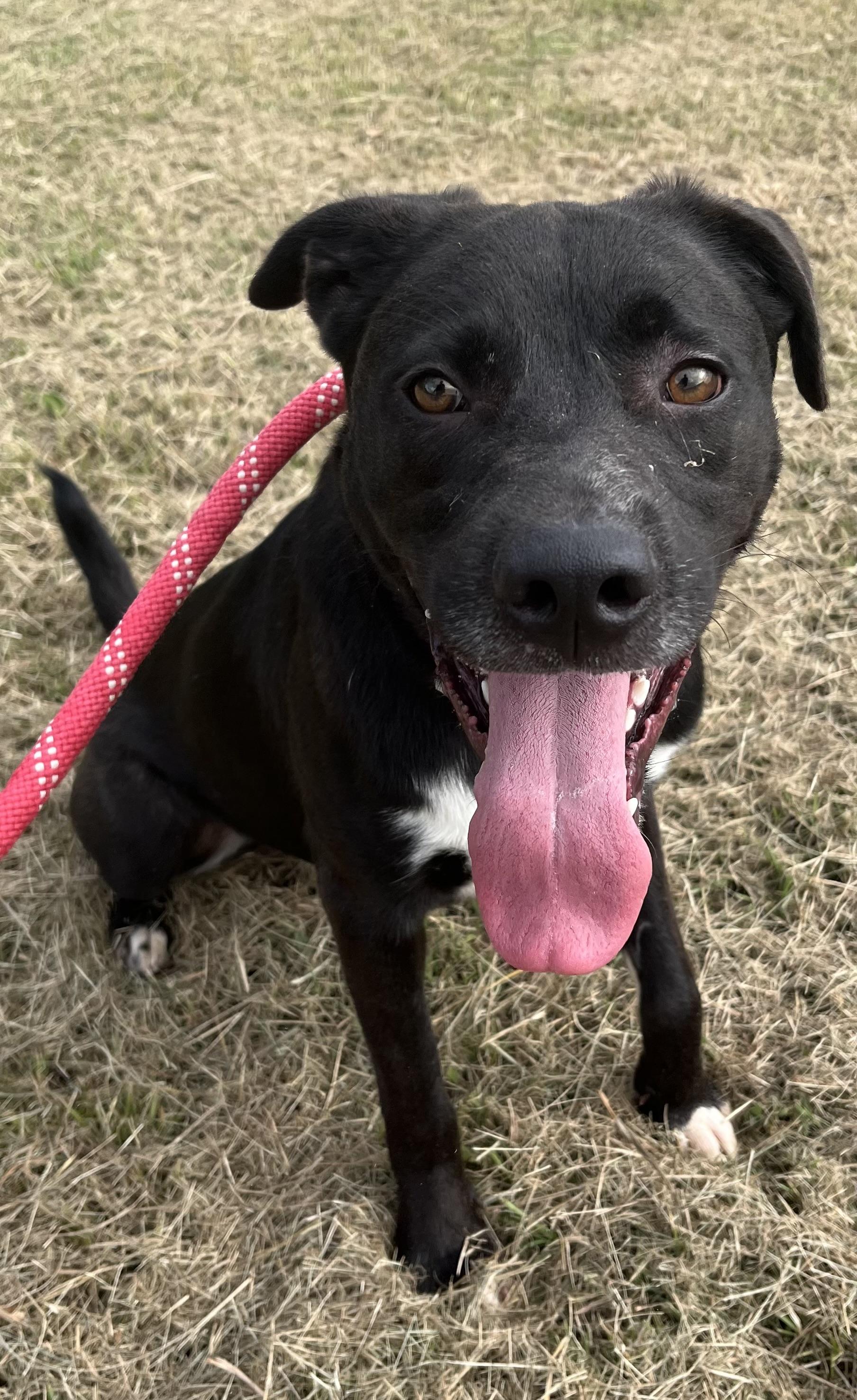 Everett, an adoptable Basenji, Black Labrador Retriever in Centerton, AR, 72719 | Photo Image 2