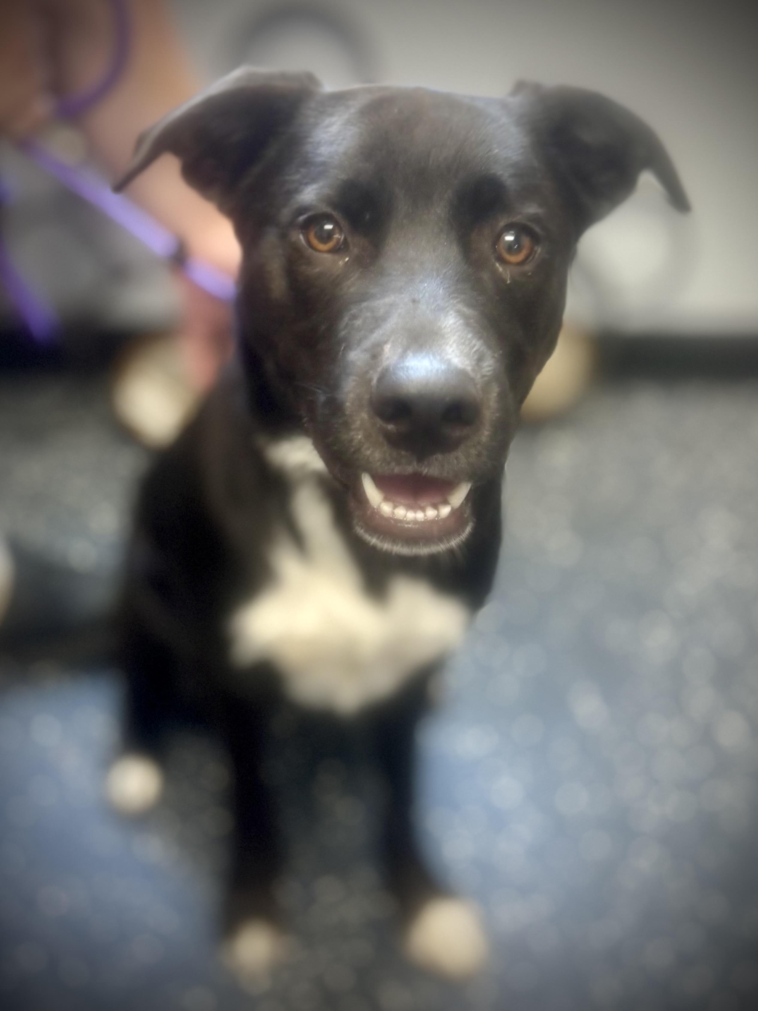 Everett, Young Male Basenji
