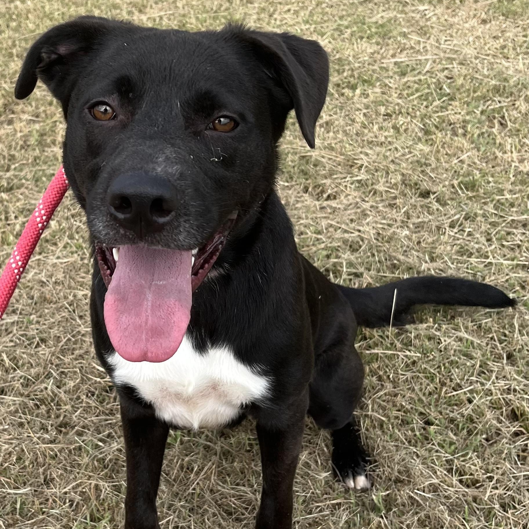 Everett, an adoptable Basenji, Black Labrador Retriever in Centerton, AR, 72719 | Photo Image 1