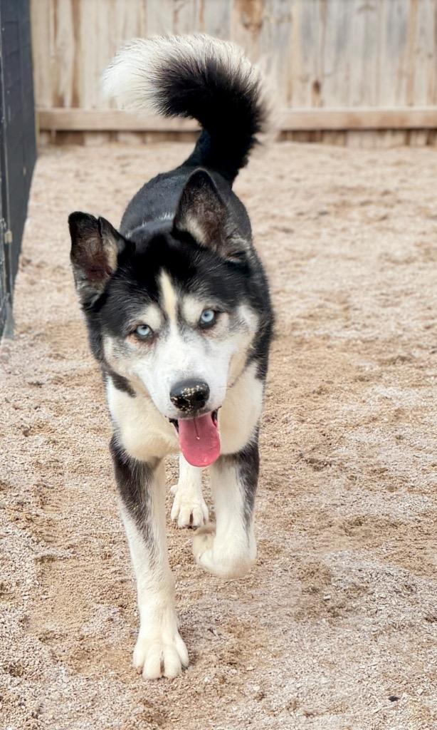Enlarge Eddie, a Adoptable Husky in Muskegon, MI image 1/3