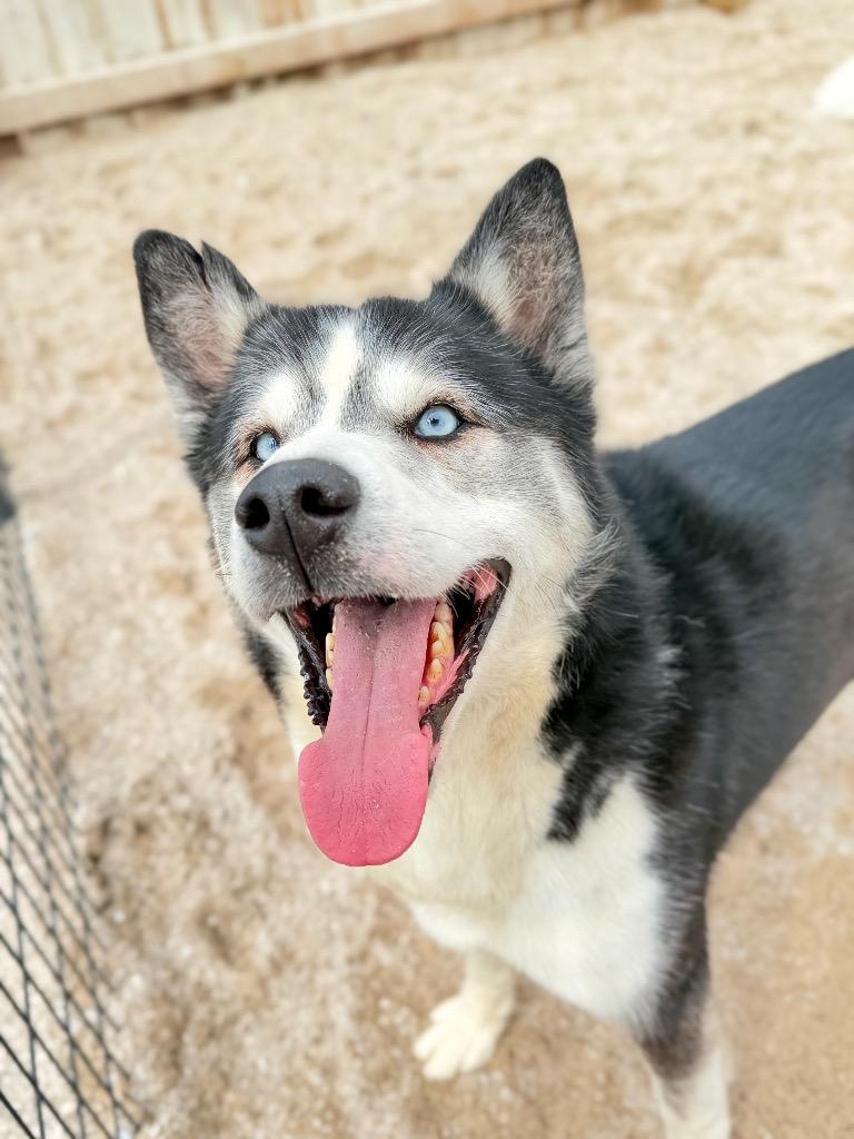 Enlarge Eddie, a Adoptable Husky in Muskegon, MI image 2/3