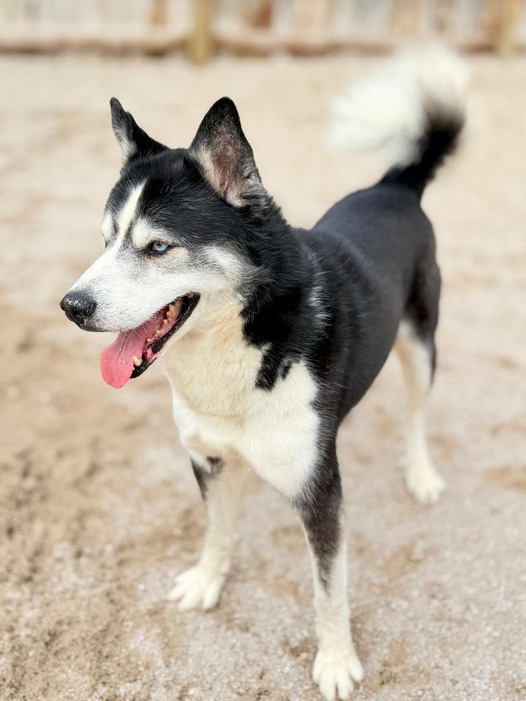 Enlarge Eddie, a Adoptable Husky in Muskegon, MI image 3/3