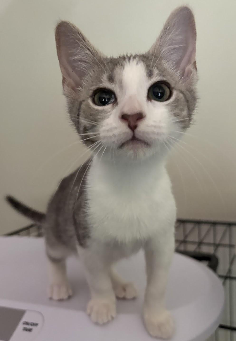 Hazel, Adoptable, Kitten Female Domestic Short Hair.