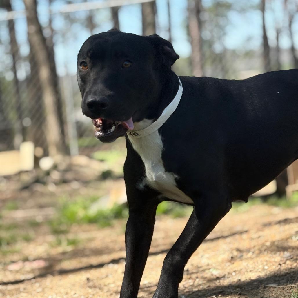 Pippa — thumbnail 2