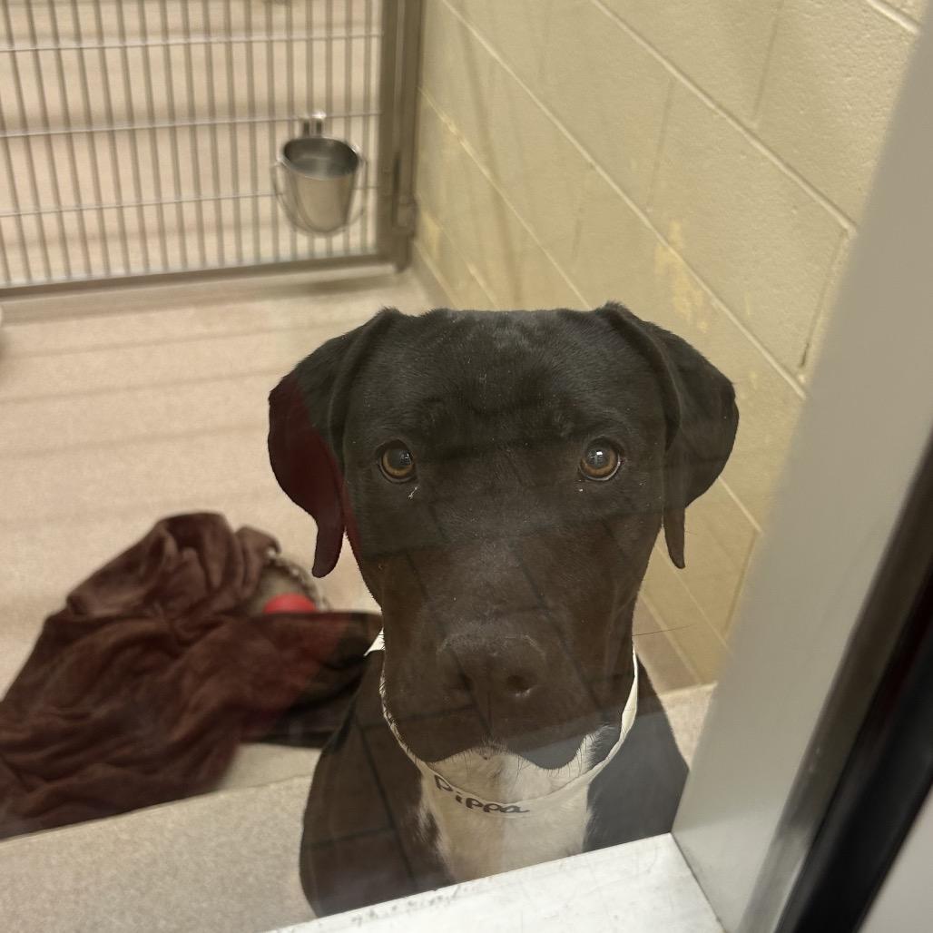 Pippa — thumbnail 3