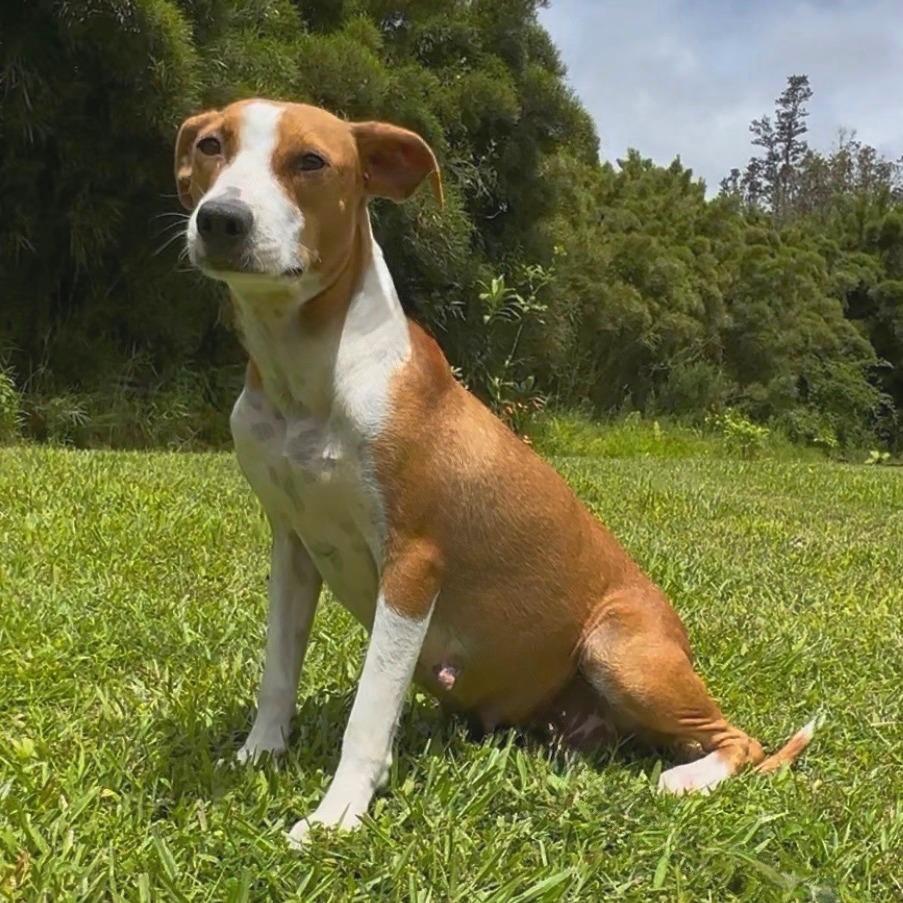 Enlarge Momma Brewski, a Adoptable Mixed Breed in Keaau, HI image 1/3