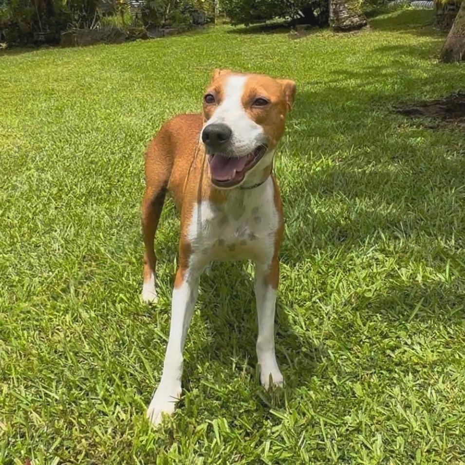 Enlarge Momma Brewski, a Adoptable Mixed Breed in Keaau, HI image 2/3