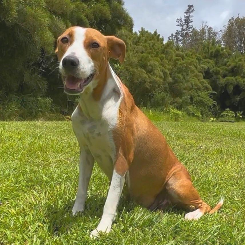 Enlarge Momma Brewski, a Adoptable Mixed Breed in Keaau, HI image 3/3