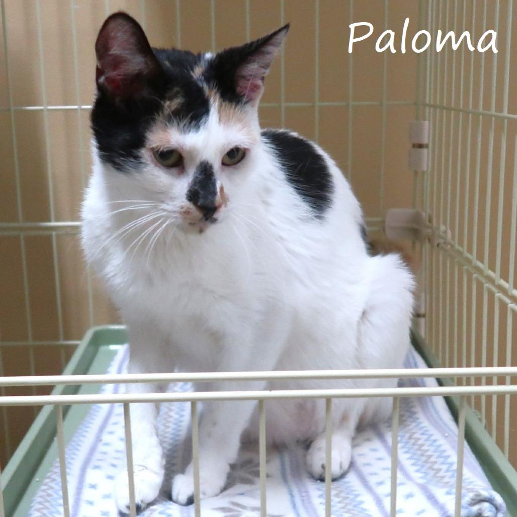 Enlarge Paloma, a Adoptable Domestic Short Hair in Yucaipa, CA image 1/6