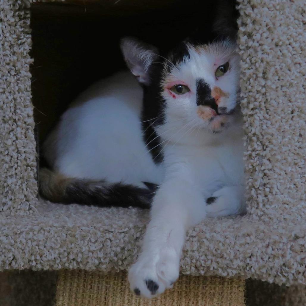 Enlarge Paloma, a Adoptable Domestic Short Hair in Yucaipa, CA image 2/6