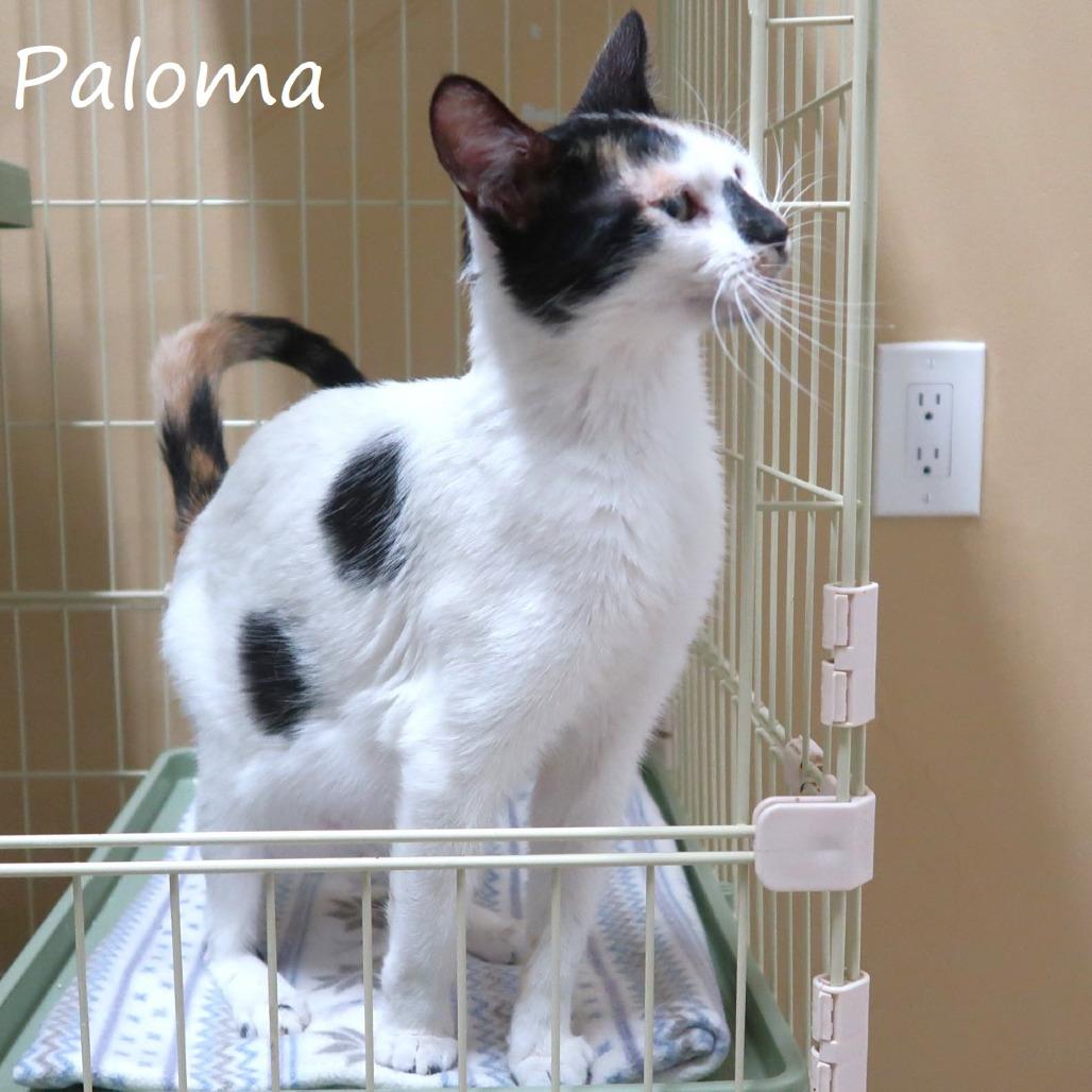 Enlarge Paloma, a Adoptable Domestic Short Hair in Yucaipa, CA image 3/6