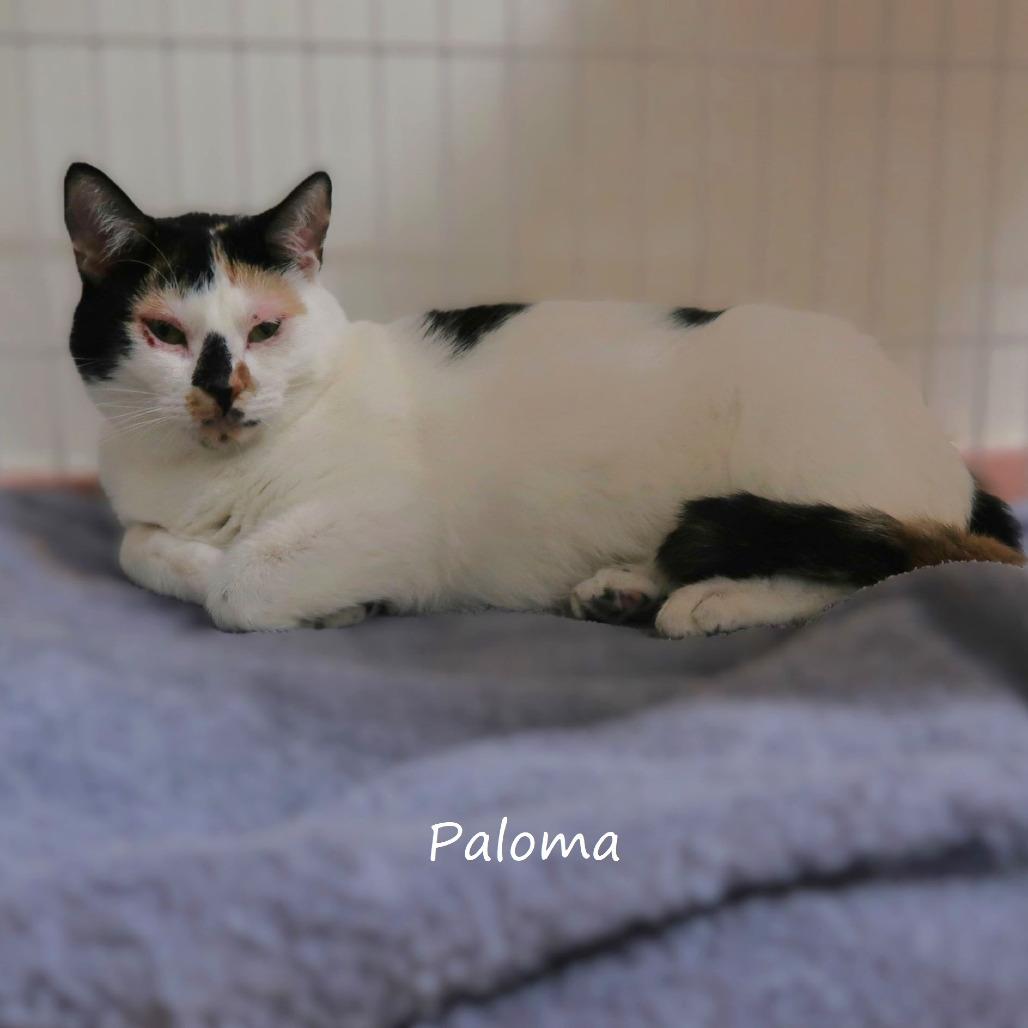 Enlarge Paloma, a Adoptable Domestic Short Hair in Yucaipa, CA image 4/6