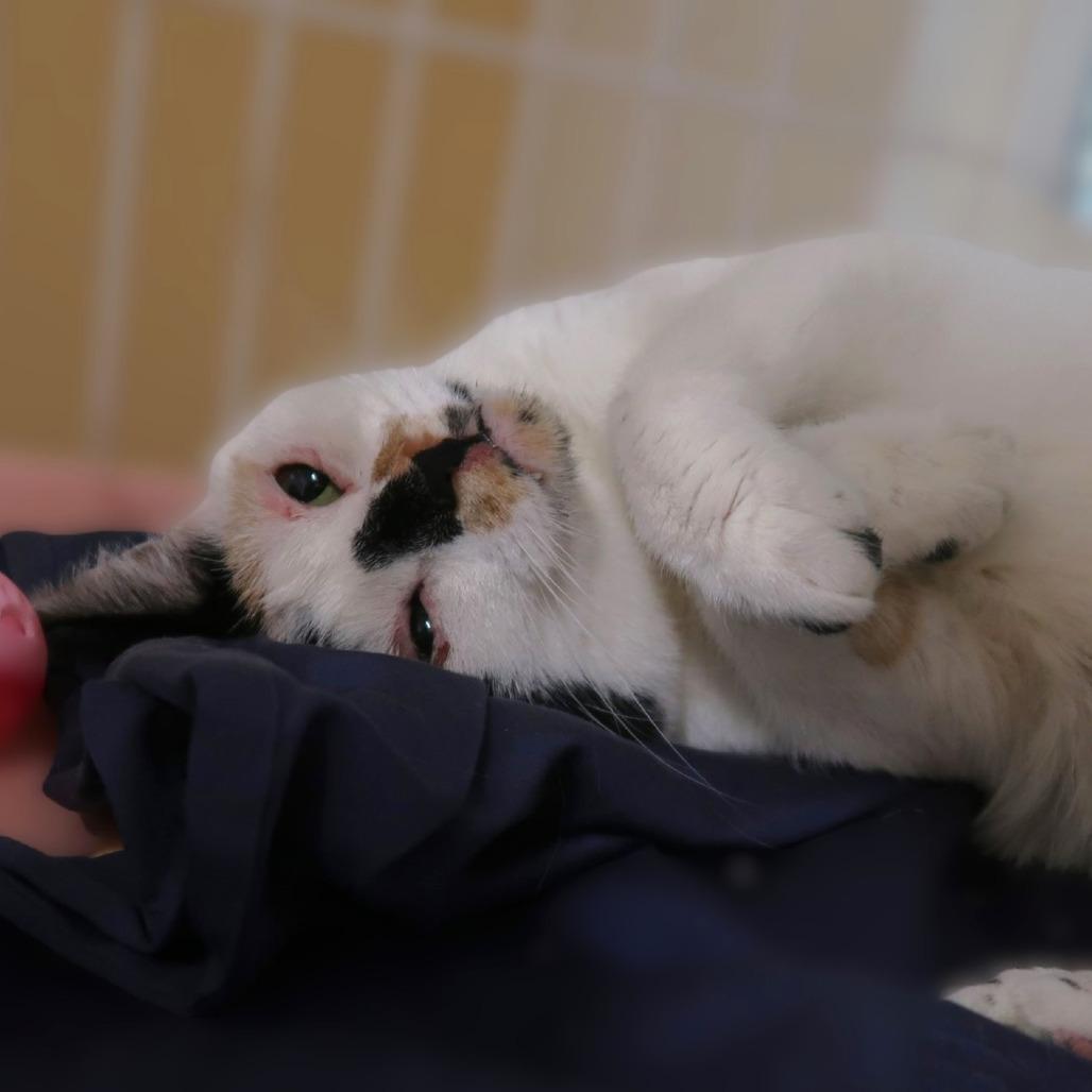 Enlarge Paloma, a Adoptable Domestic Short Hair in Yucaipa, CA image 5/6