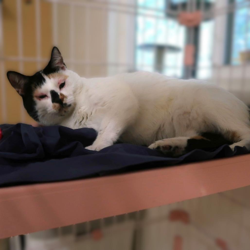 Enlarge Paloma, a Adoptable Domestic Short Hair in Yucaipa, CA image 6/6