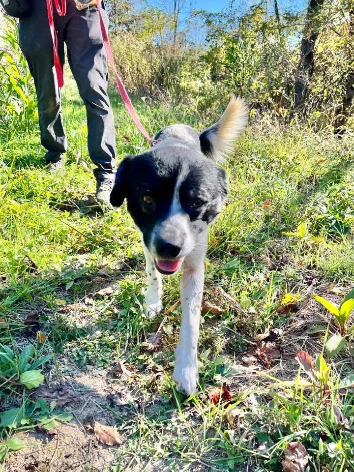 Mr. Pickles, adoptable, Adult Male Australian Cattle Dog / Blue Heeler.