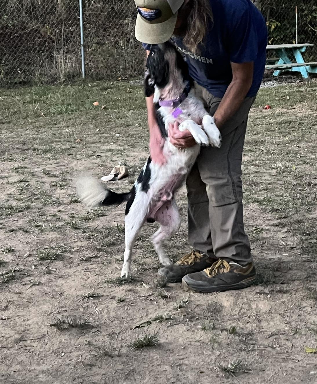 Mr. Pickles, an adoptable mixed breed in Marshall, NC image 2/4