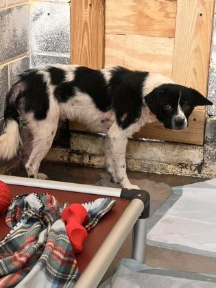 Mr. Pickles thumbnail 3