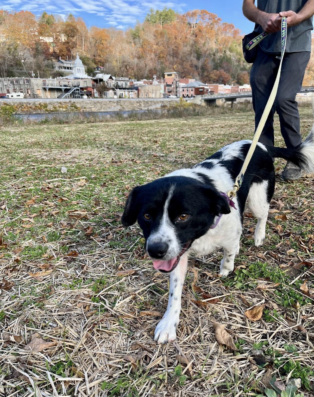 Mr. Pickles, an adoptable mixed breed in Marshall, NC image 3/4