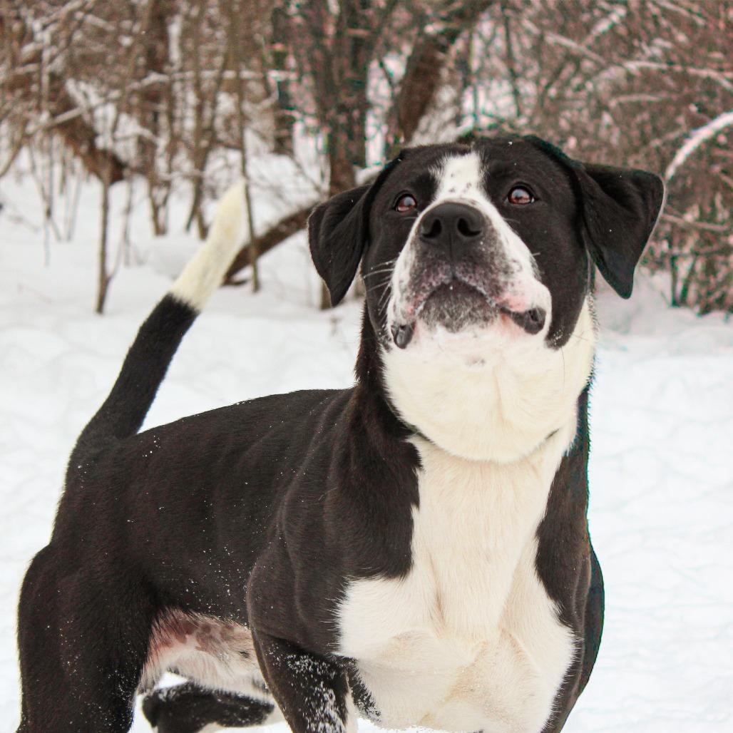 Bluey 185, Adoptable, Adult Male Mixed Breed.