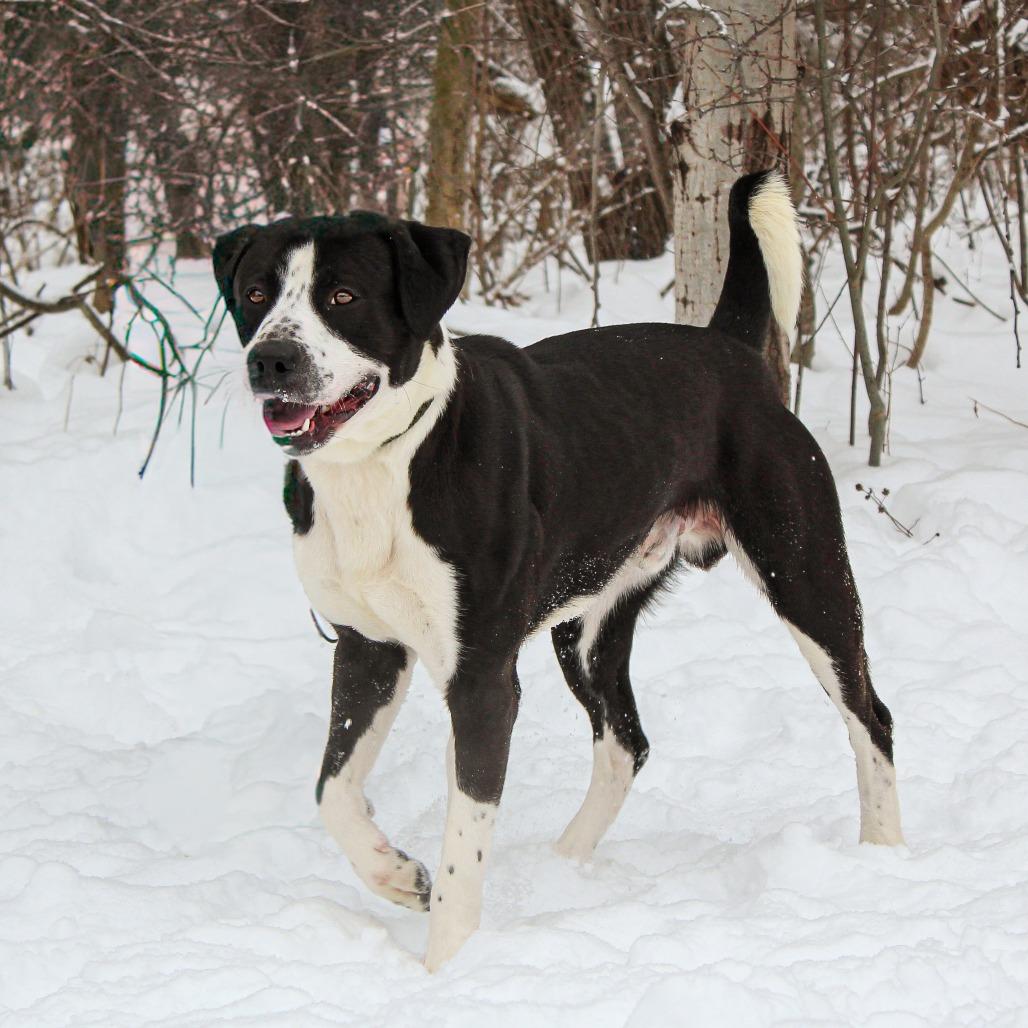 Bluey 185, a Adoptable Mixed Breed in Canastota, NY image 3/6