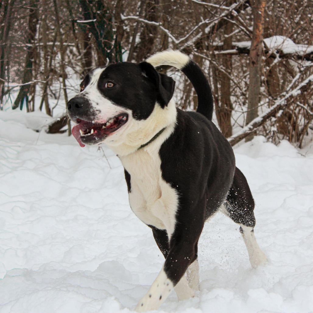 Bluey 185, a Adoptable Mixed Breed in Canastota, NY image 4/6
