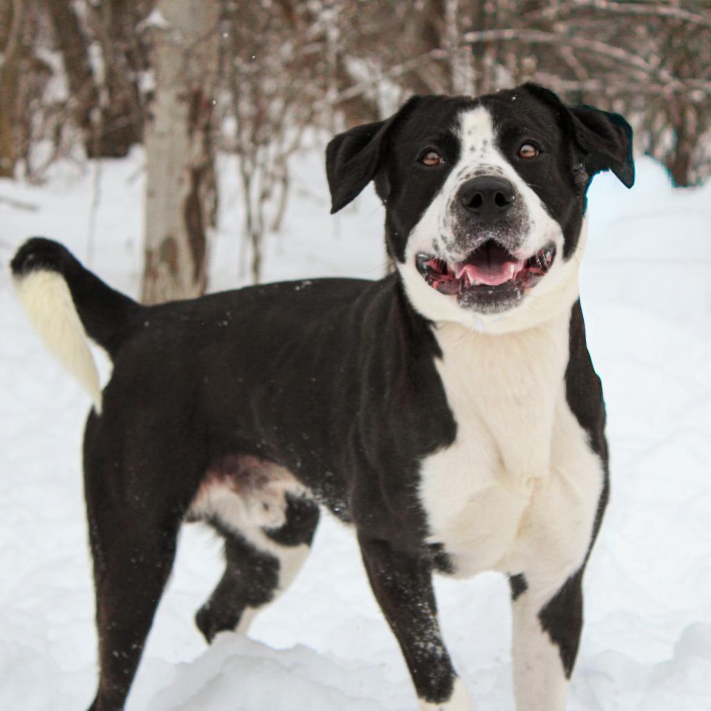 Enlarge Bluey 185, a Adoptable mixed breed in Canastota, NY image 4/6