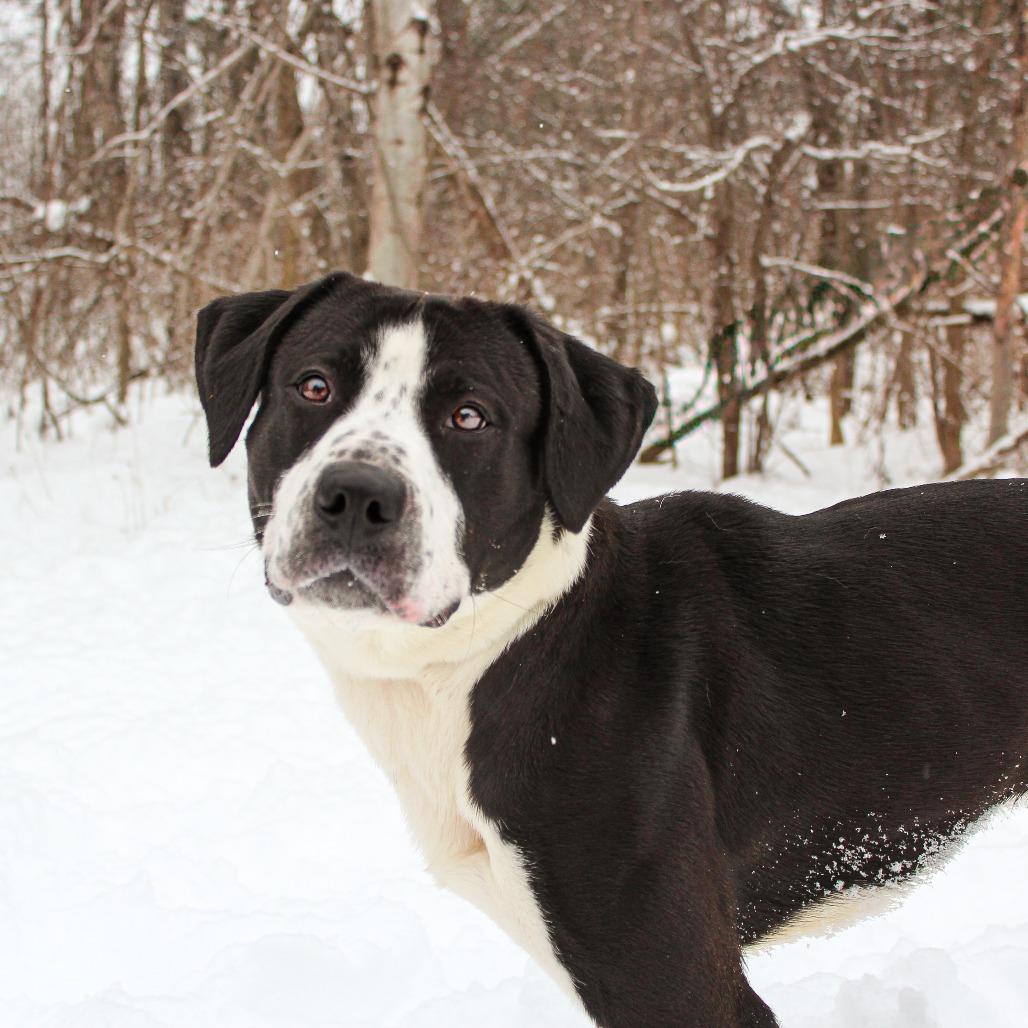 Bluey 185, a Adoptable Mixed Breed in Canastota, NY image 5/6