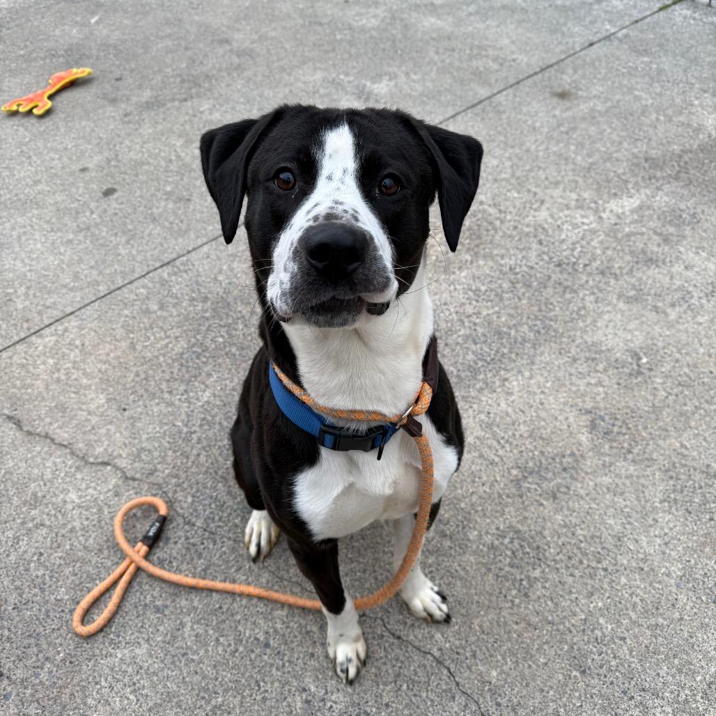 Bluey 185, a Adoptable Mixed Breed in Canastota, NY image 6/6