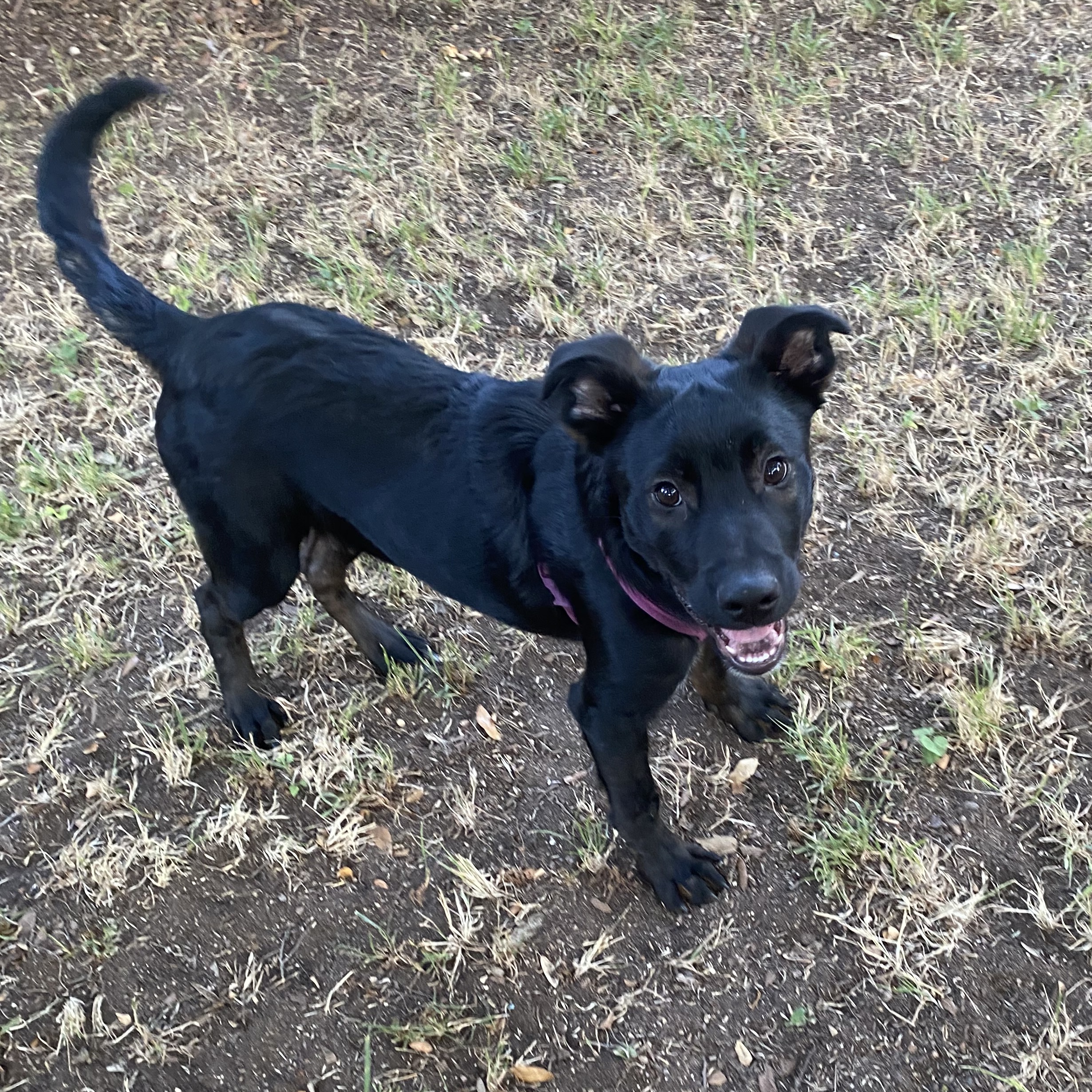 Enlarge Wilfred, a Adoptable Labrador Retriever in San Antonio, TX image 1/2