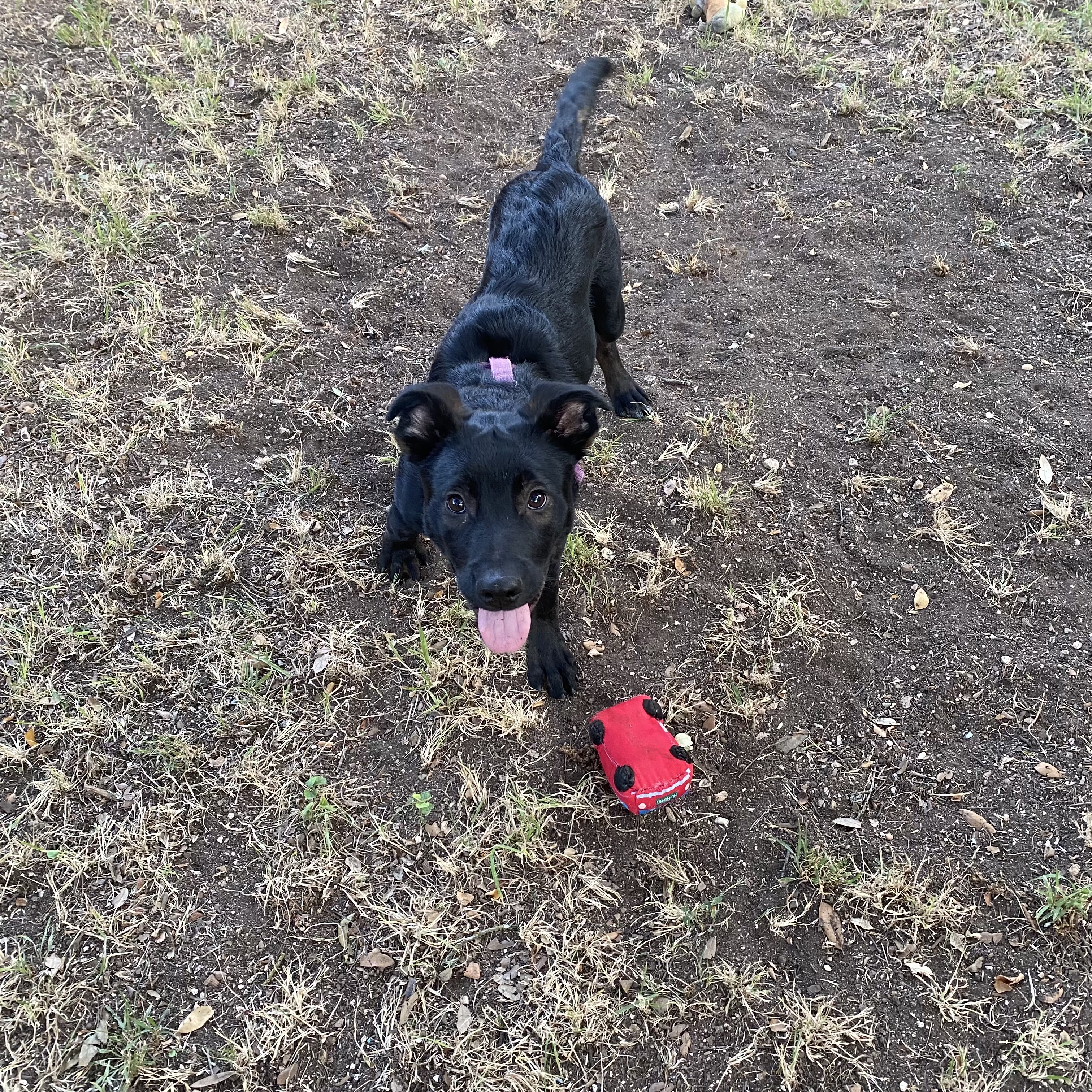 Enlarge Wilfred, a Adoptable Labrador Retriever in San Antonio, TX image 2/2