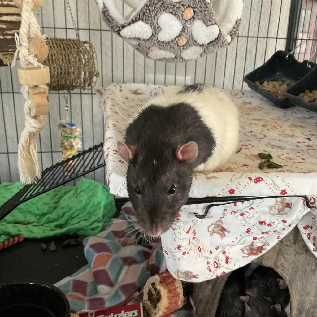 Enlarge Cloud, a Adoptable Rat in Phoenix, AZ image 1/2