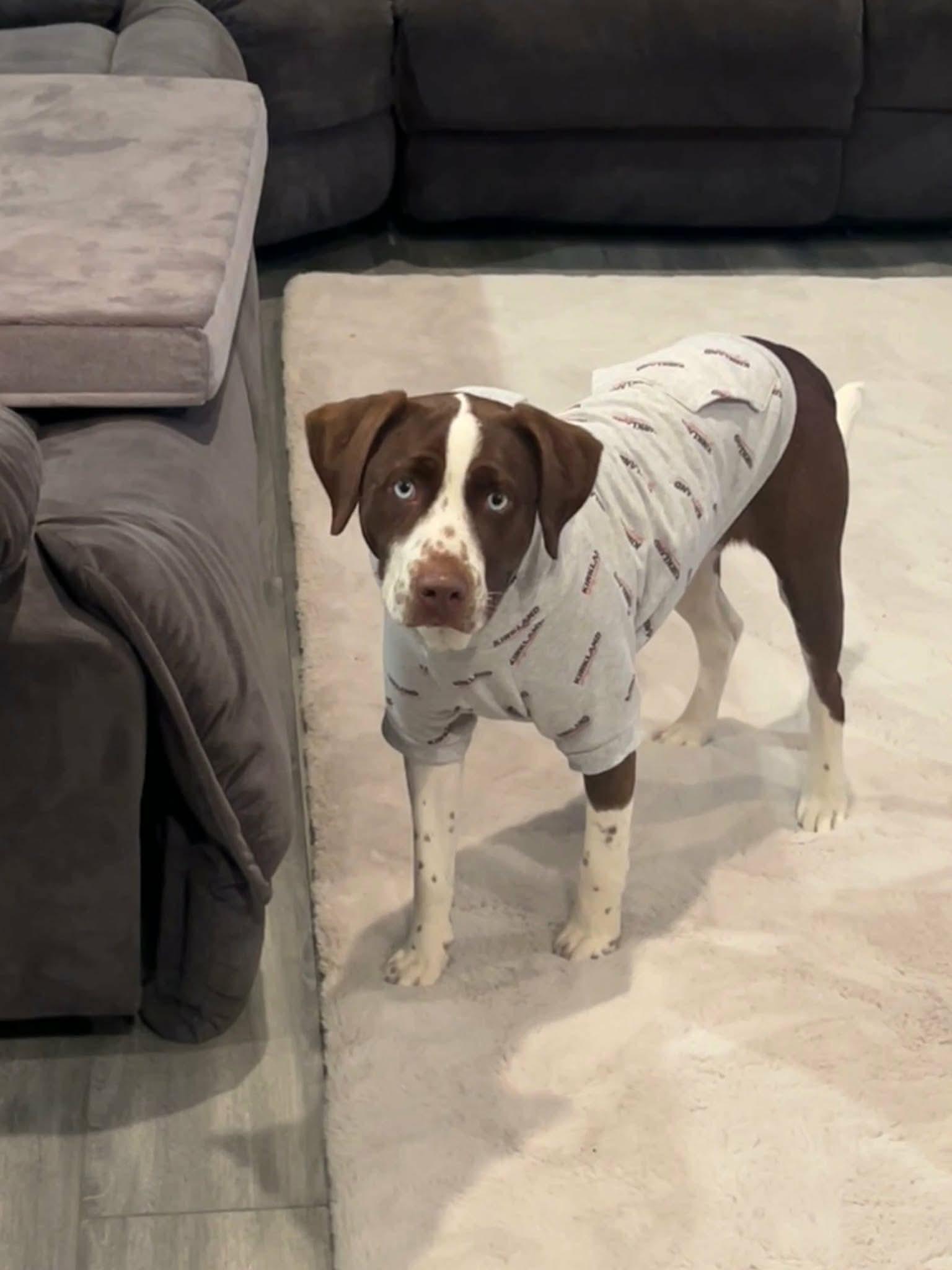 Bluey, a Adoptable mixed breed in Westwood, NJ image 5/6