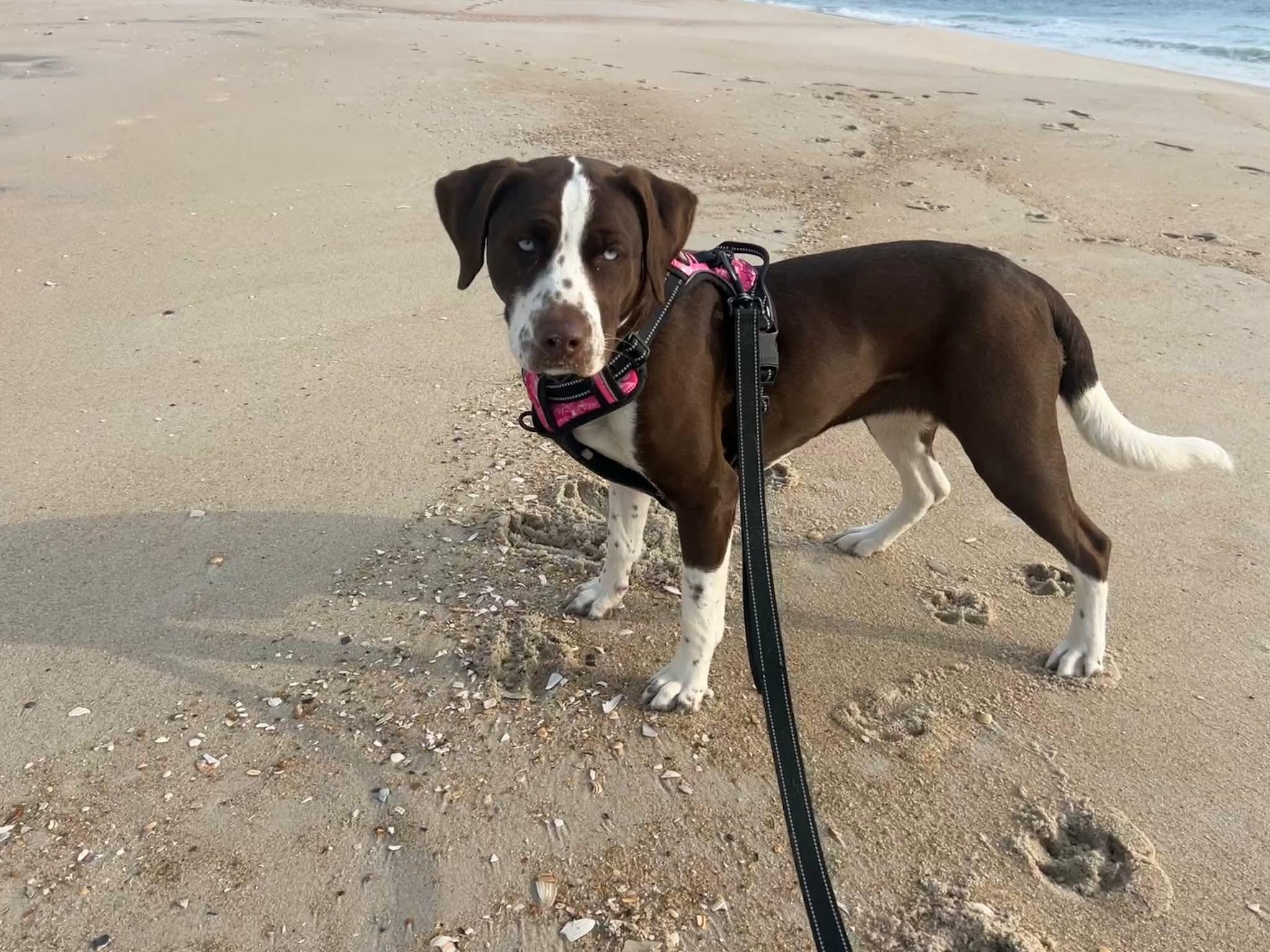 Bluey, a Adoptable mixed breed in Westwood, NJ image 6/6