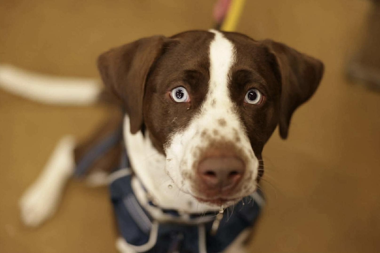 Bluey, a Adoptable mixed breed in Westwood, NJ image 2/6