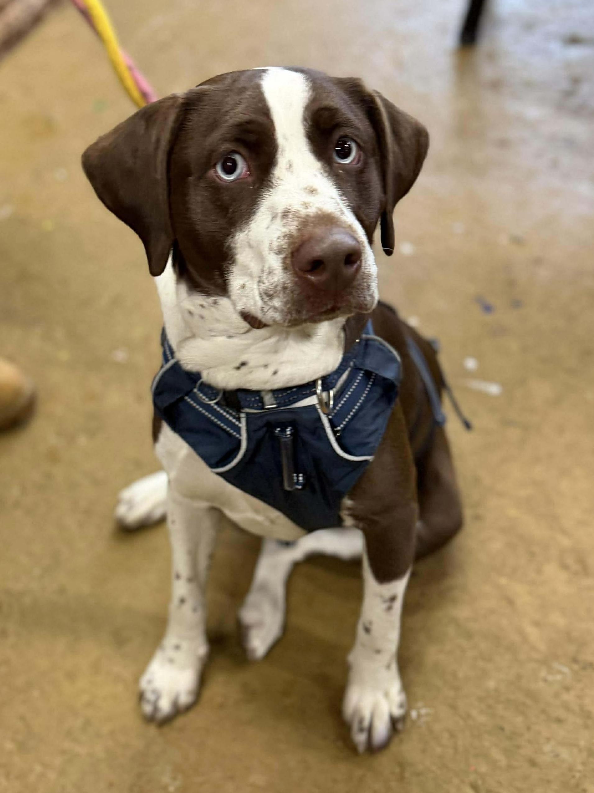 Bluey, a Adoptable mixed breed in Westwood, NJ image 4/6