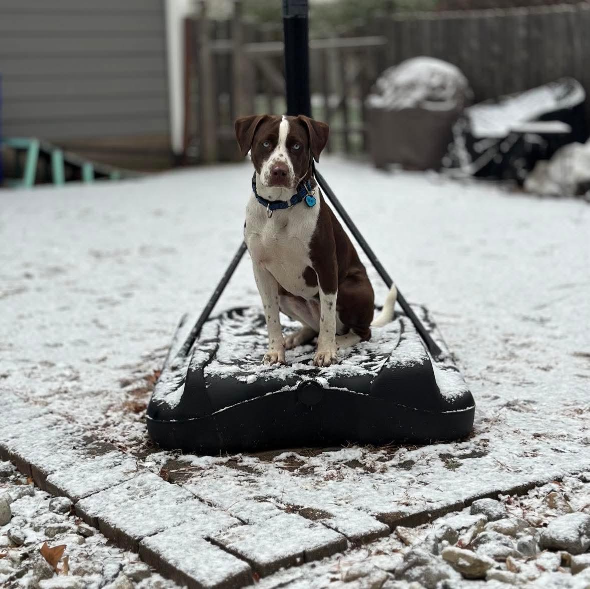 Bluey, a Adoptable mixed breed in Westwood, NJ image 3/6