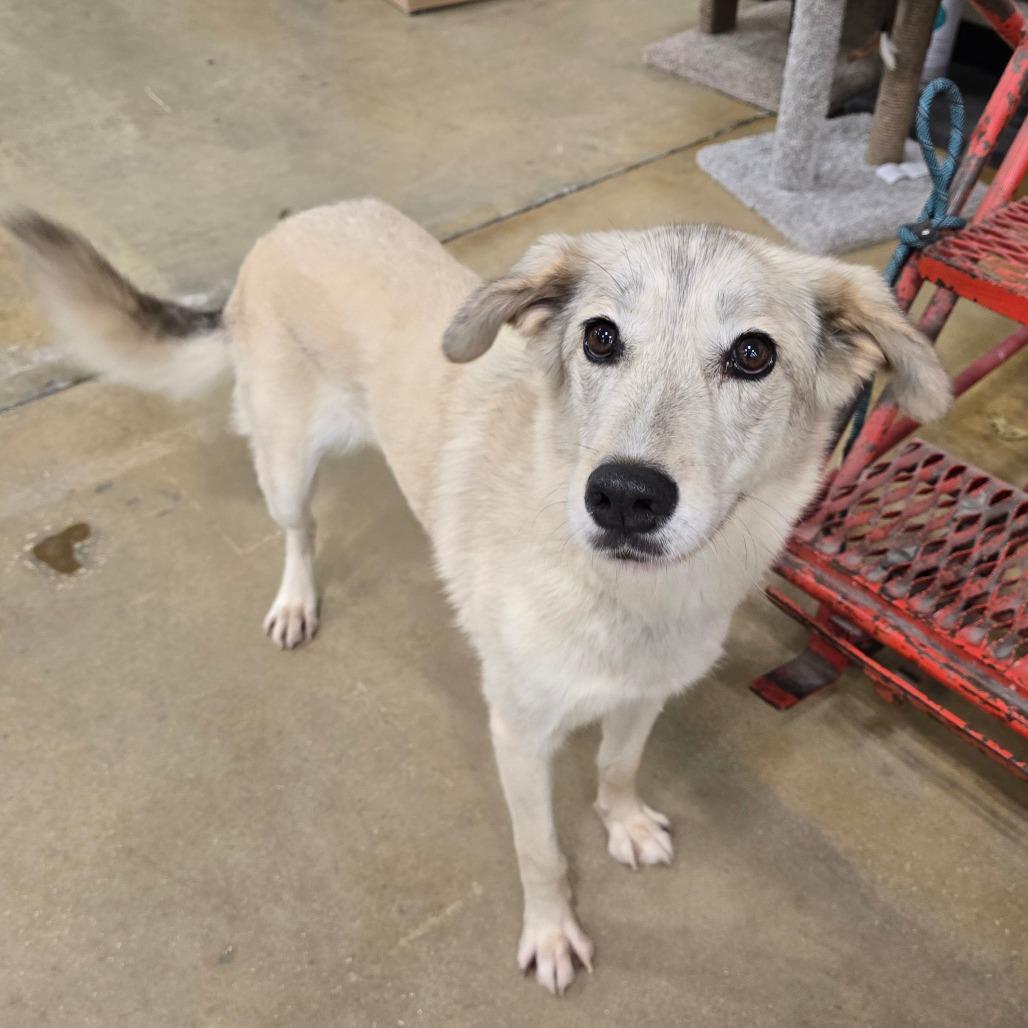 Marlene, Adoptable, Adult Female Mixed Breed.