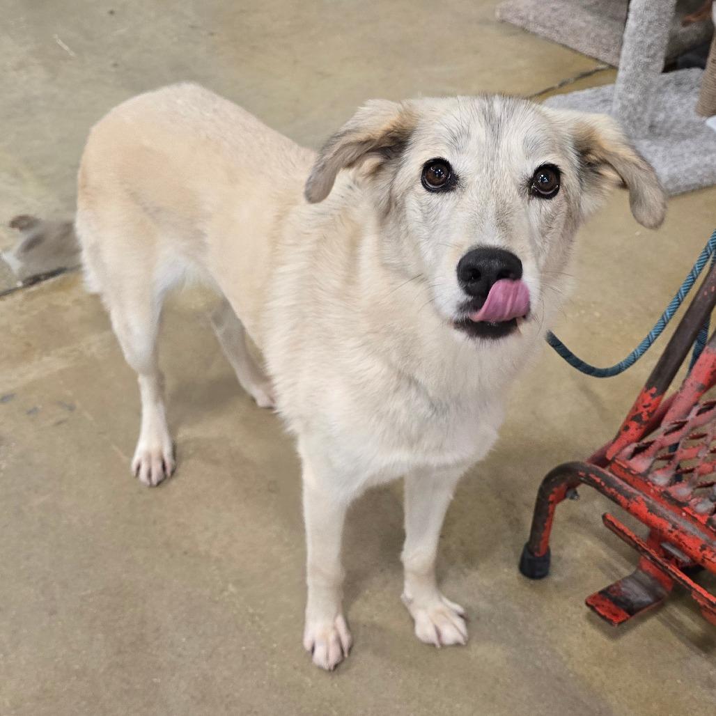 Enlarge Marlene, a Adoptable Mixed Breed in Williston, FL image 2/3