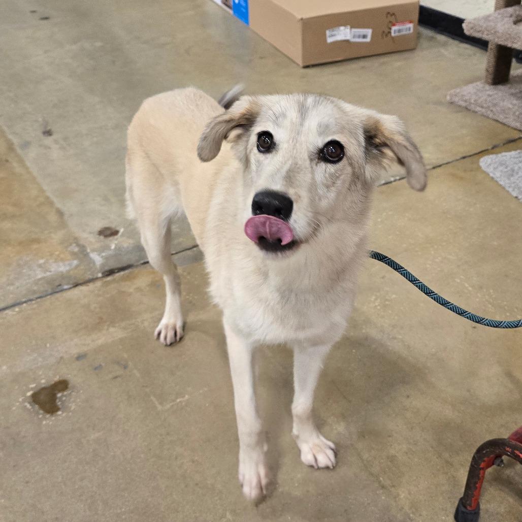 Enlarge Marlene, a Adoptable Mixed Breed in Williston, FL image 3/3