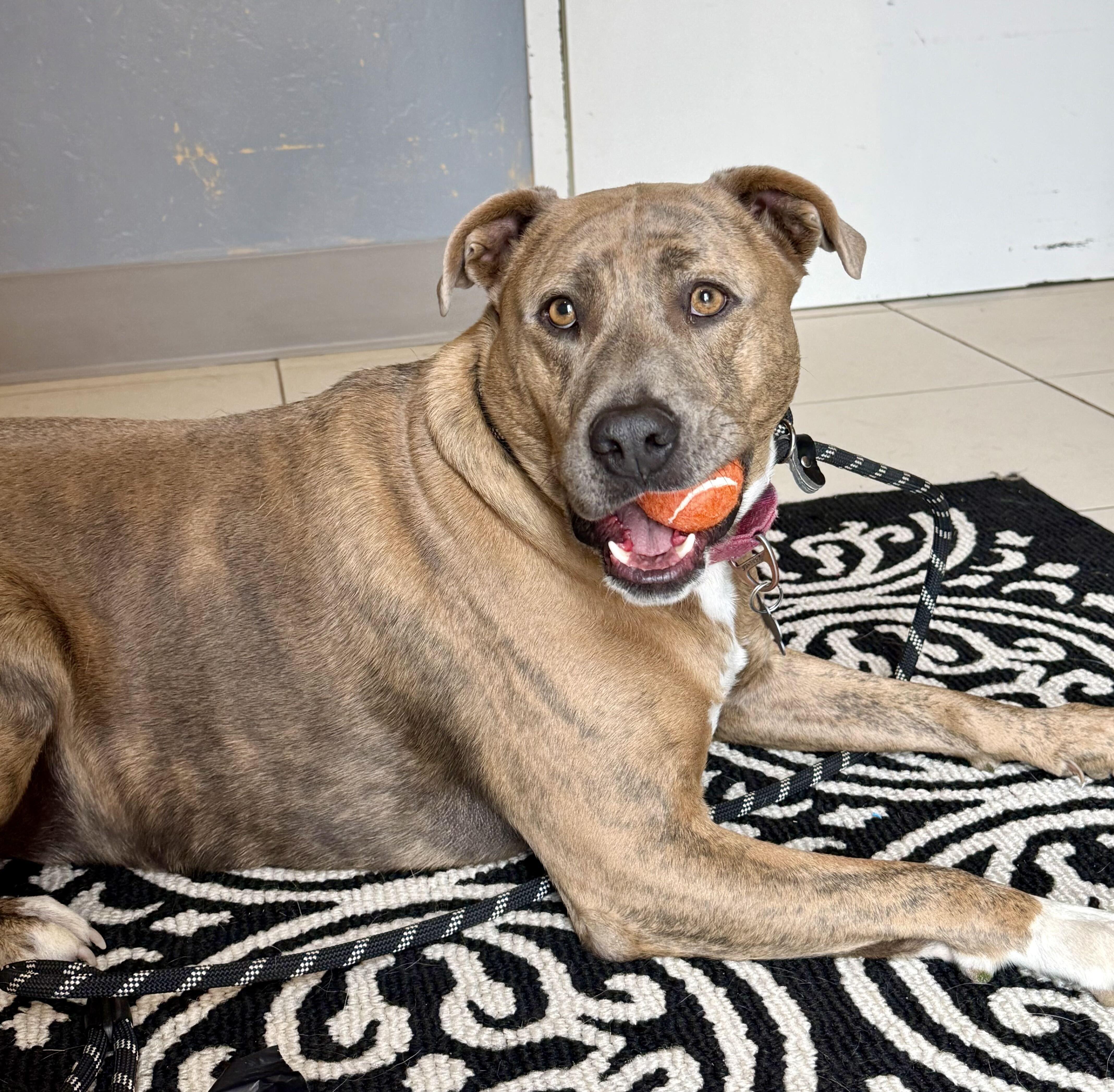 Enlarge Meatball, a Adoptable Pit Bull Terrier in Ridgway, CO image 6/6