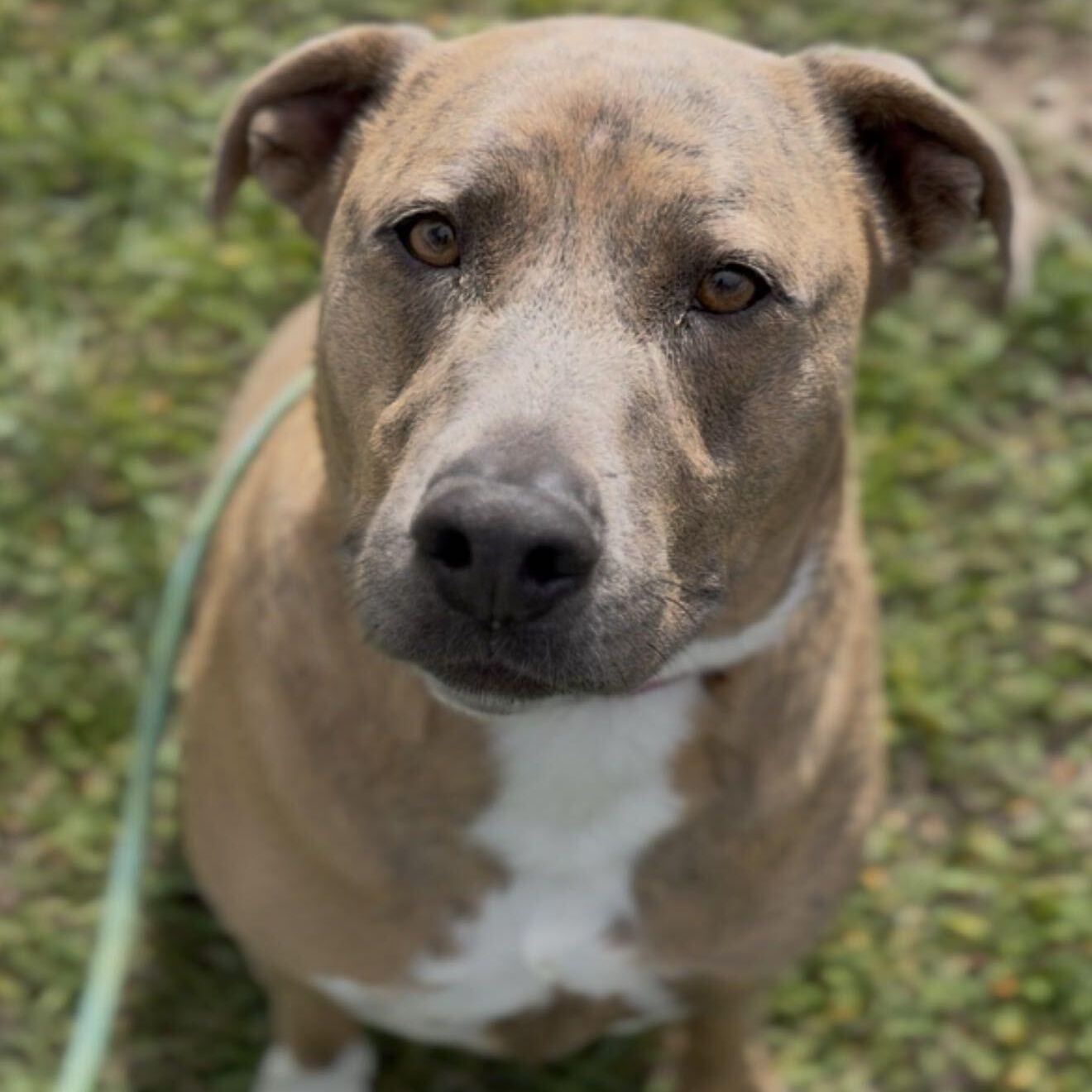 Meatball, Adoptable, Adult Male Pit Bull Terrier.