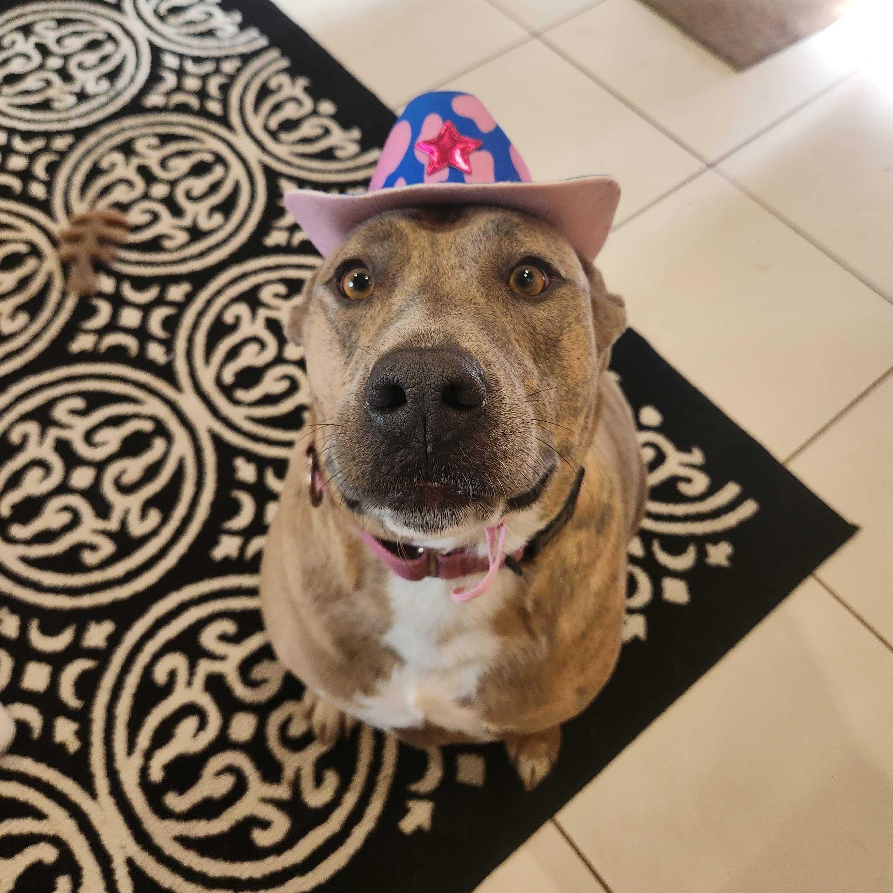 Enlarge Meatball, a Adoptable Pit Bull Terrier in Ridgway, CO image 4/6