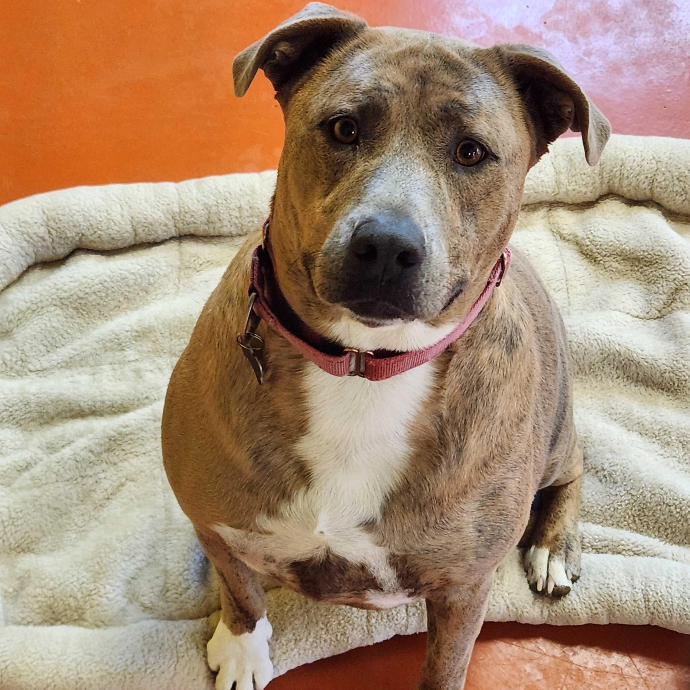Enlarge Meatball, a Adoptable Pit Bull Terrier in Ridgway, CO image 3/6