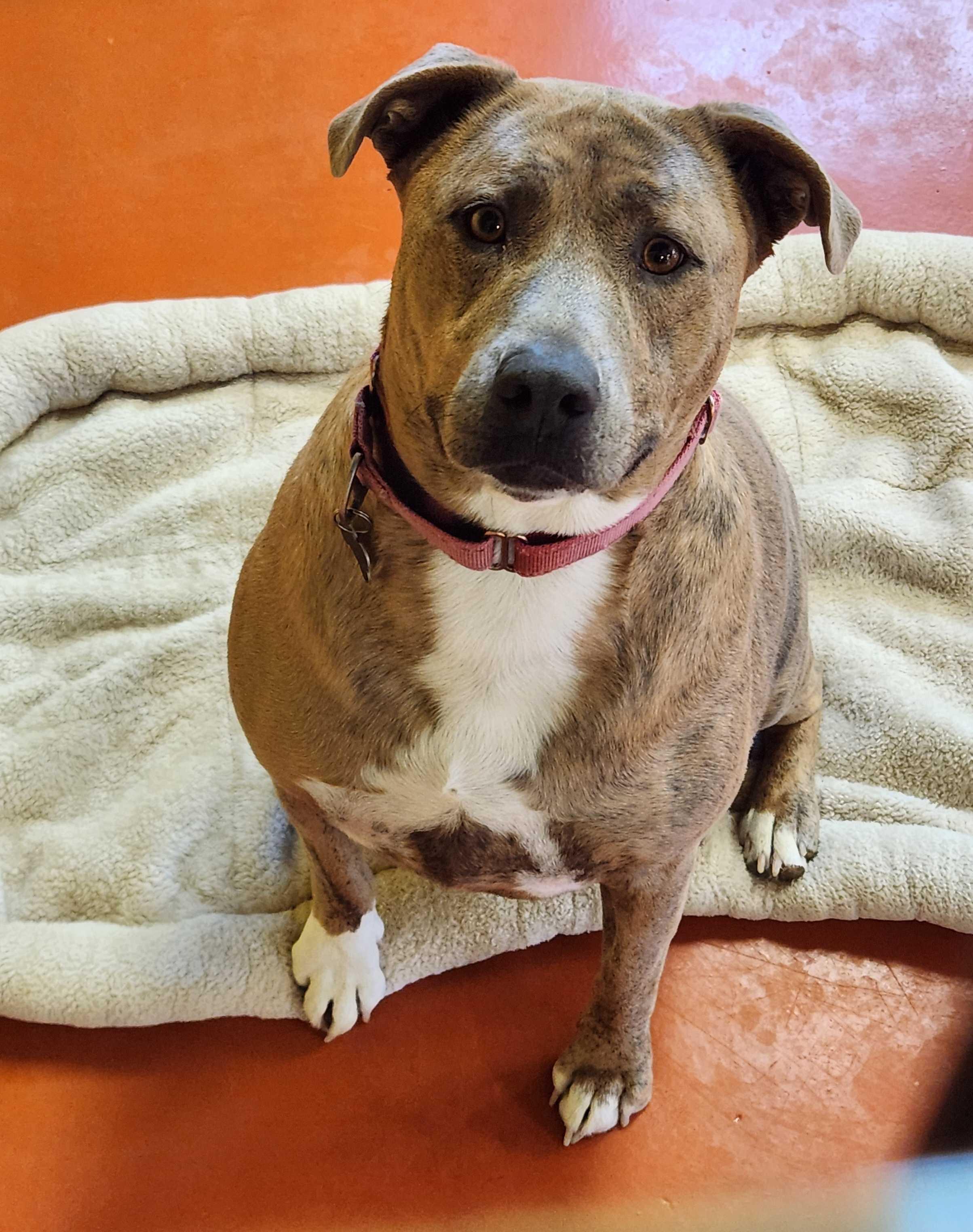 Enlarge Meatball, a Adoptable Pit Bull Terrier in Ridgway, CO image 1/1