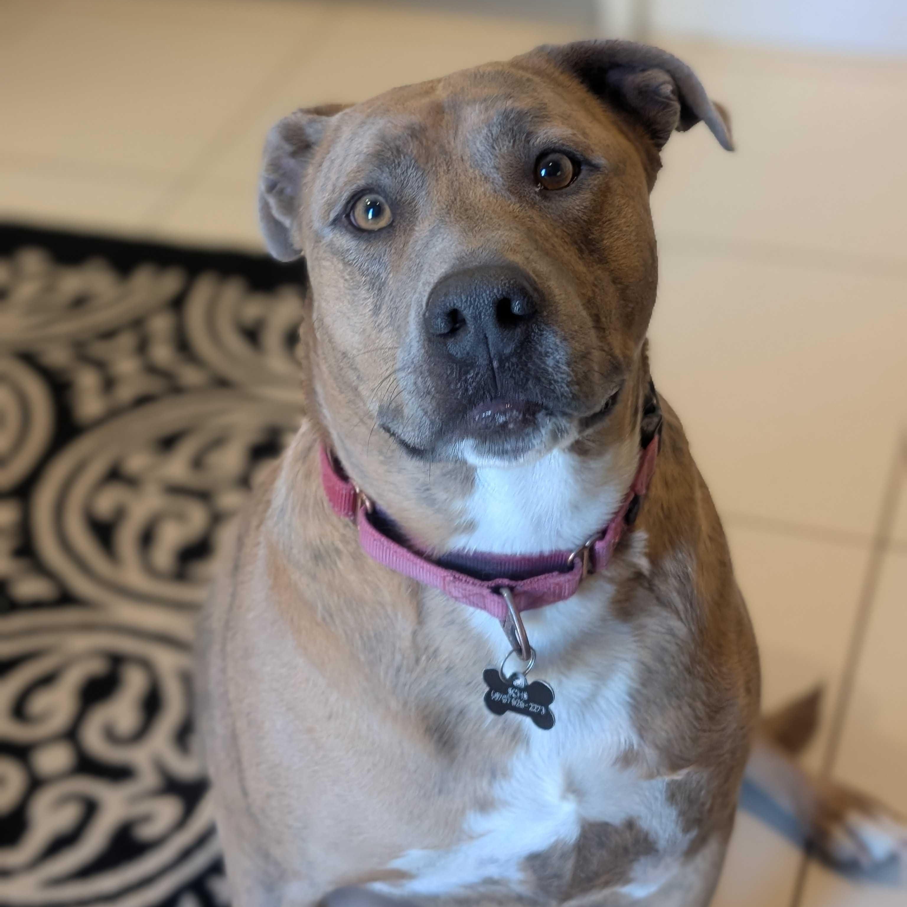 Enlarge Meatball, a Adoptable Pit Bull Terrier in Ridgway, CO image 2/6