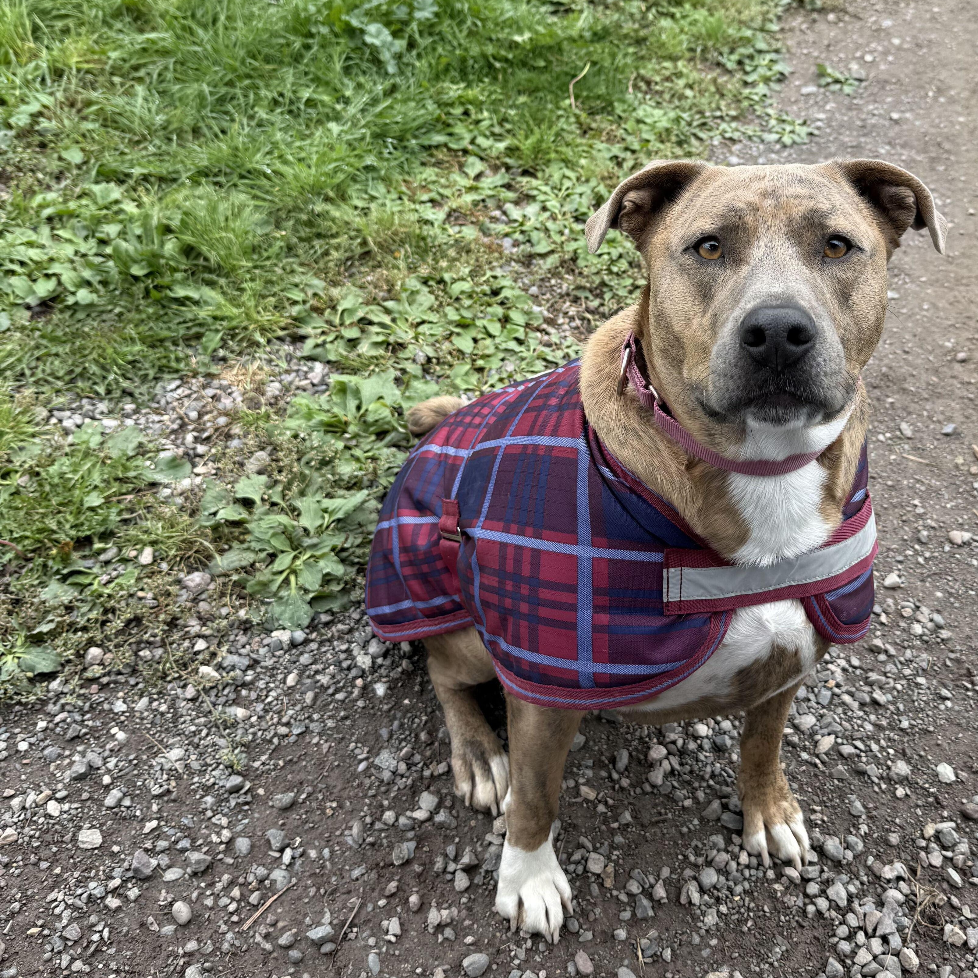 Enlarge Meatball, a Adoptable Pit Bull Terrier in Ridgway, CO image 5/6