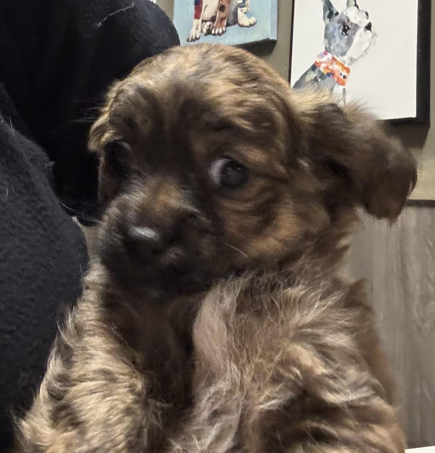 Enlarge Trufflina, a ADOPTABLE Chihuahua in Thousand Oaks, CA image 3/3